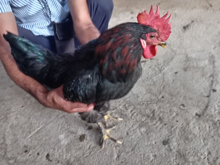 Xo'roz sotiladi qora shahzoda