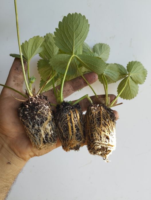 Разсад ягоди,перфектно качество