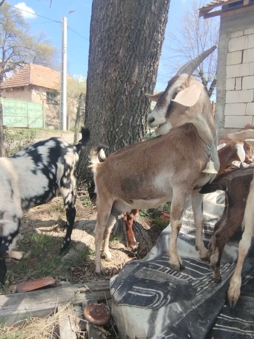 Vând capra cu lapte