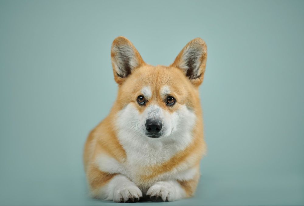 Щенки вельш-корги пемброк!