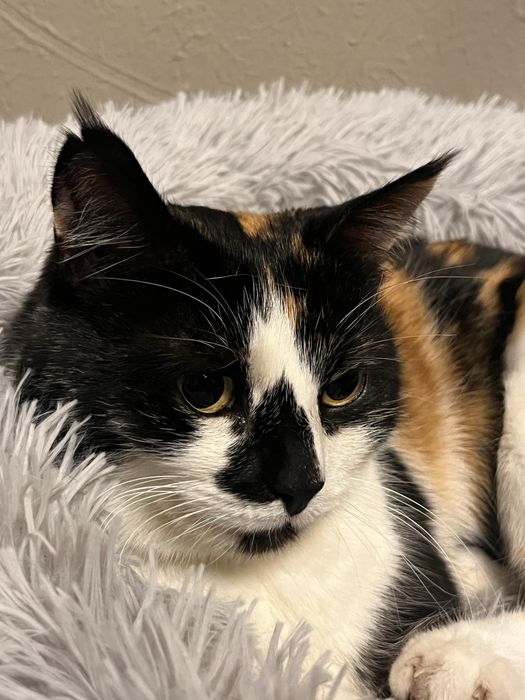 Индивидуальная передержка кошек