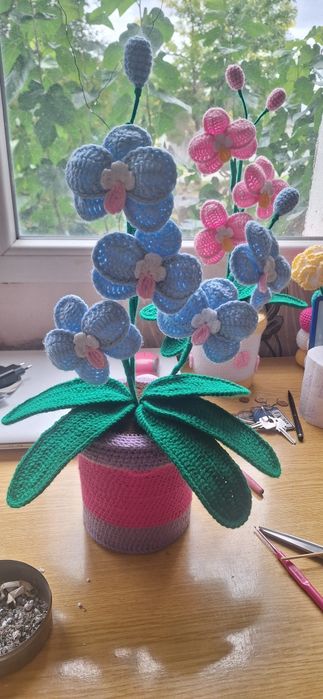 Орхидеи вечно красиви