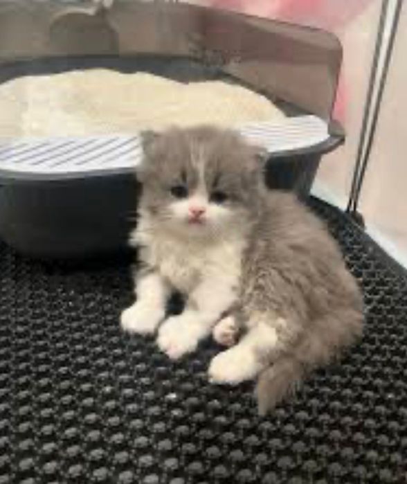 Котята, скотиш страйт