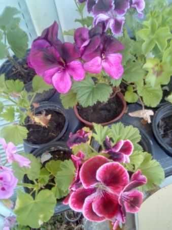 Мушкато Сакъзи и Кралско мушкато