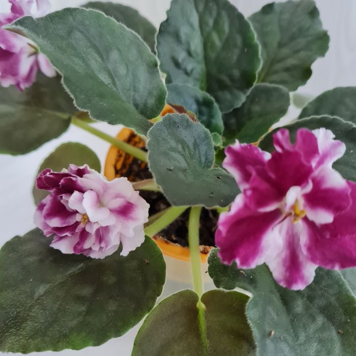 Продам цветущие фиалки