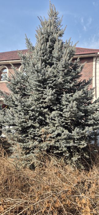 Голубая ель, елка