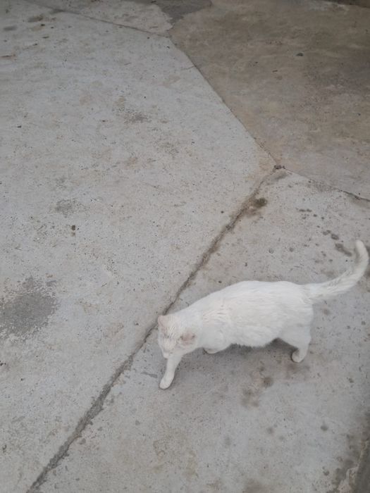 Отдам даром кошку