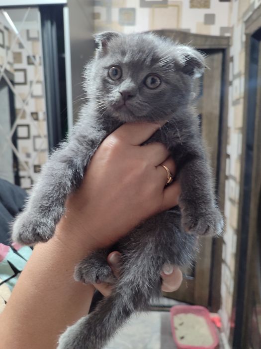 Продаётся котенок девочка