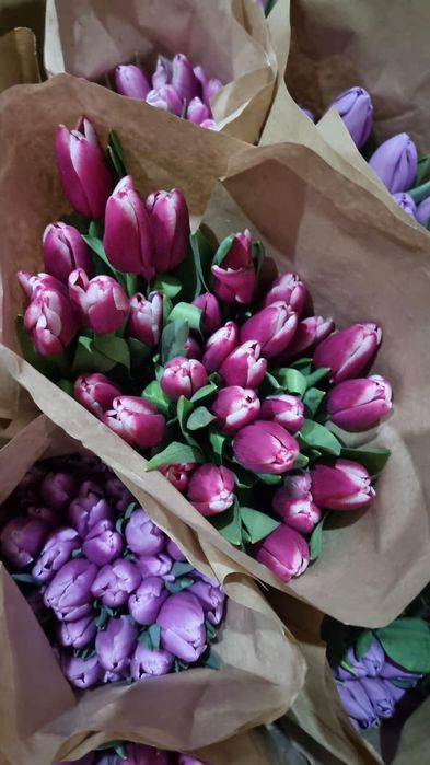 Тюльпаны крупные белорусские