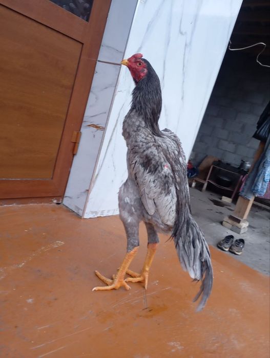 Дакан шоже сатылады июнь