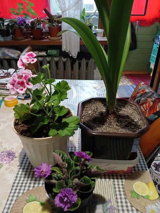 Цветя за дома 4 вида