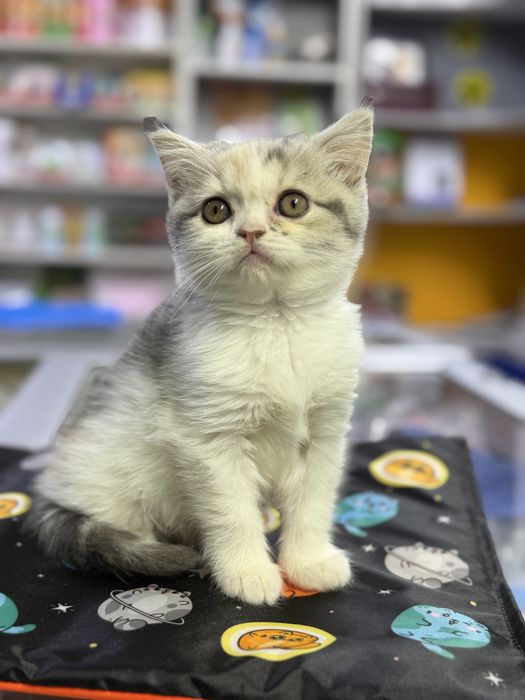 Котенок британской короткошерстной