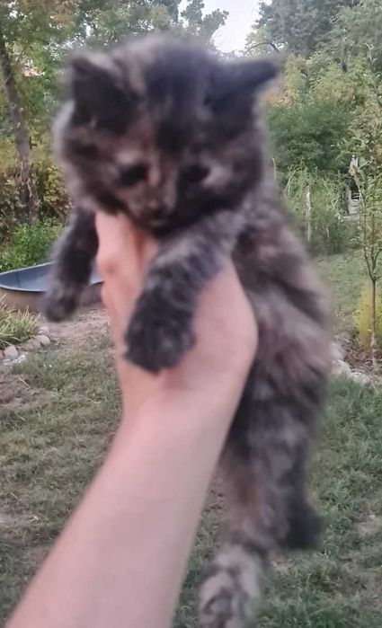 Котята ищут дом!!!