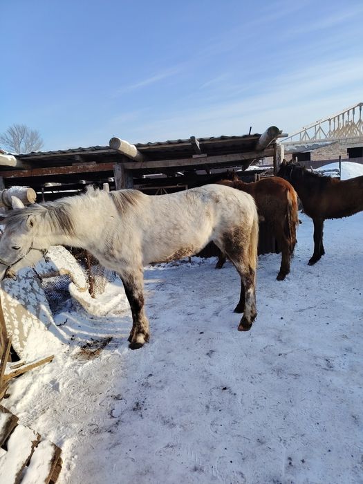 Жыкылар сатылады