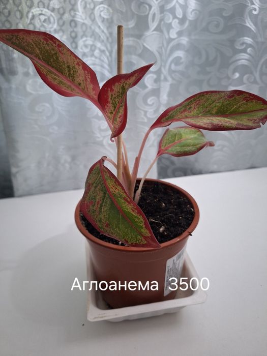 Продам комнатные цветы