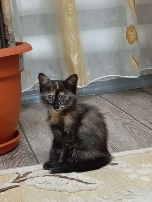 Отдам котят в добрые руки.