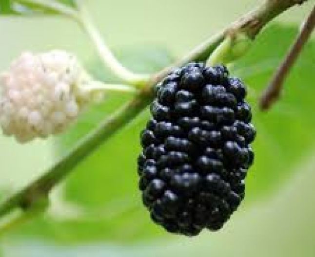 Dud alb/ negru. Mosmon zmeura mur afini diverse soiuri