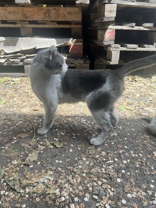 Ласковая кошка ищет дом