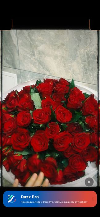 Свежая голландская роза