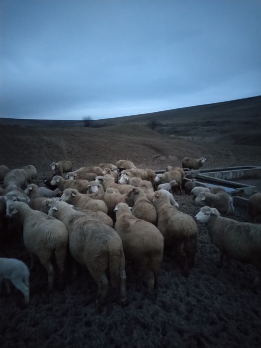 Vând oi țigăi gestante