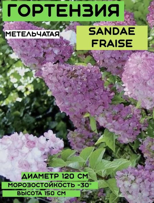Гортензия метельчатая Sandae Fraise саженец C2