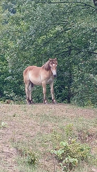 Vând mânz detalii la nr de telefon 0740941936
