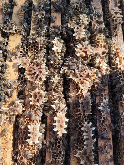 Vând familii de albine