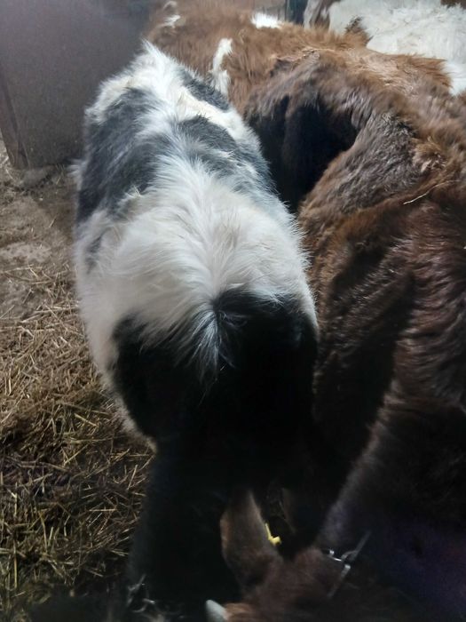 De vânzare 6 viței