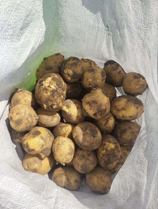 Продам картошку(картофель)
