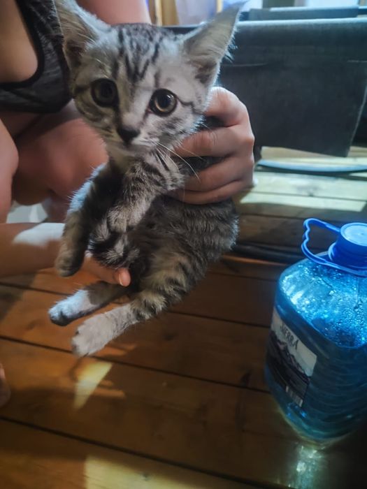 Отдам котенка даром