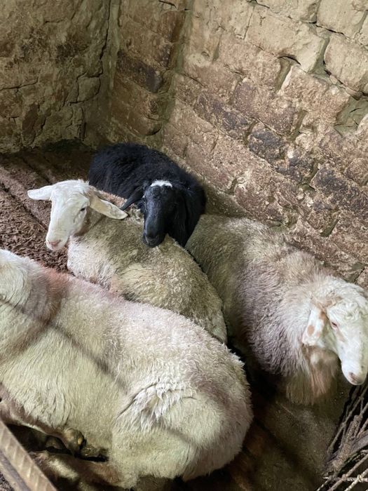 Qochqorlar sotiladi! Продается бараны