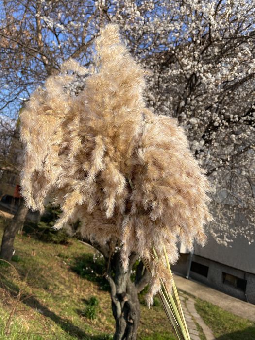 Пампаска трева за декорация