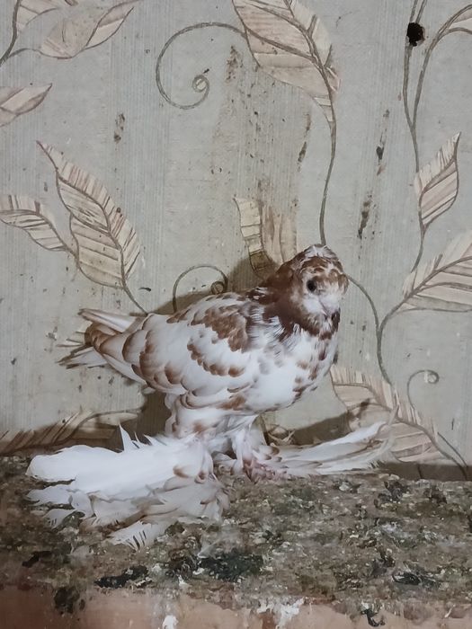 Продам голубей...