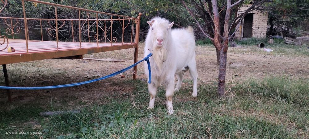 Сүтті ешкілер, Козы молочные