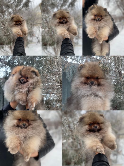 Продаётся меховой мальчик