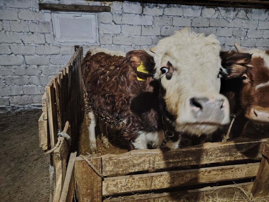 Продам годовалых бычков