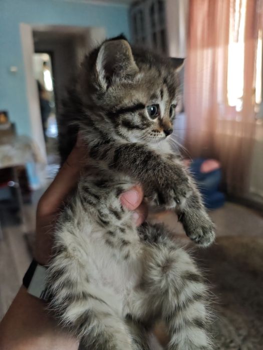 Котята домашние!!!