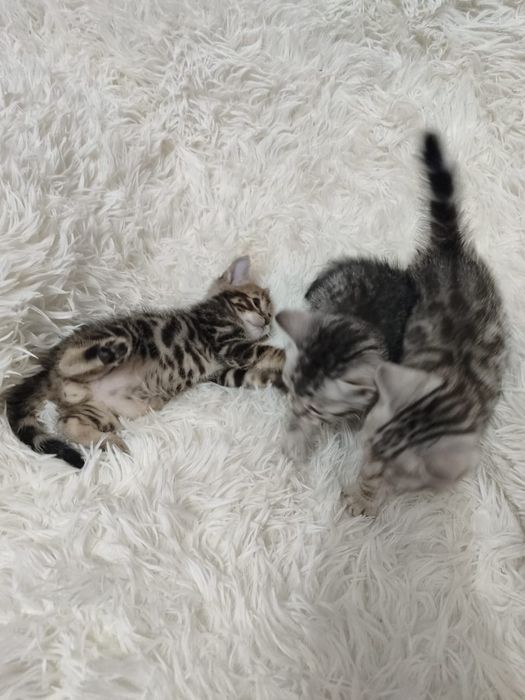 Бенгальские котята
