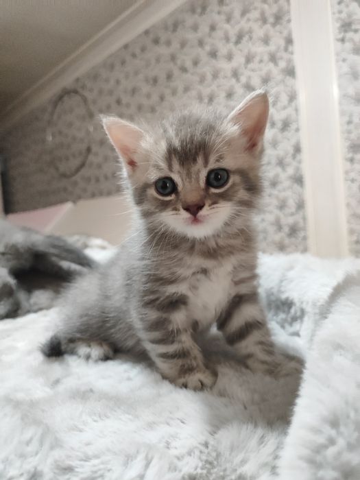 Продаётся кошки мама  с детьми