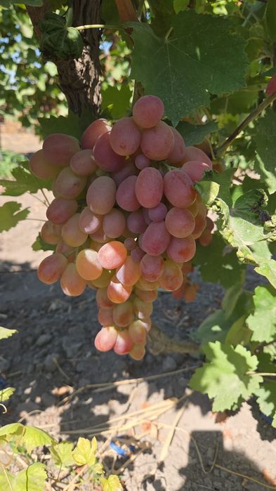 Продам столовый и винный виноград