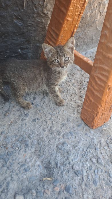 Котята милые, шустрые, игривые