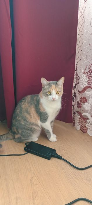 Urgent Pisica spre adopție
