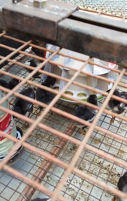 Qora Shaxzoda xõroz jõja va tuxumlari