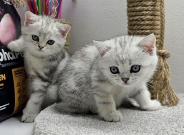 Кошечки и котик шотландские