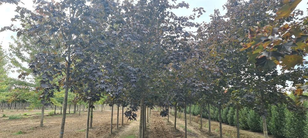 acer platanoides crimson king ( artar rosu )
