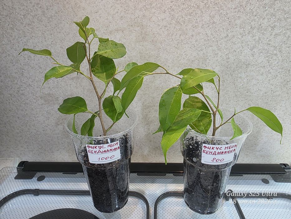 Продам фикусы,панданусы