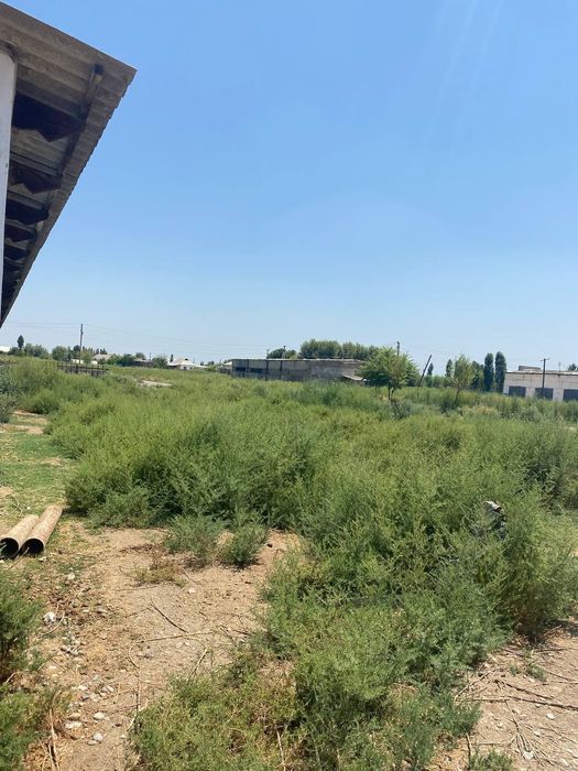 Sirdaryo shahar Uzbekiston kalhozida (Boston) 4 gektar ferma