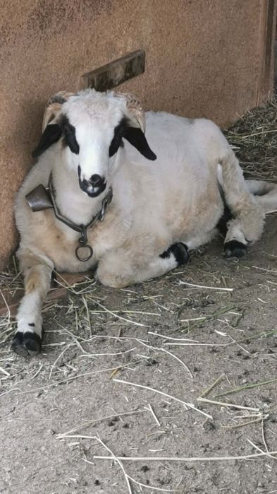 Berbecuț  din oi bune