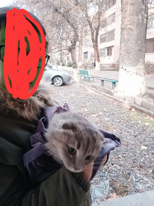 Отдам катёнка бесплатно