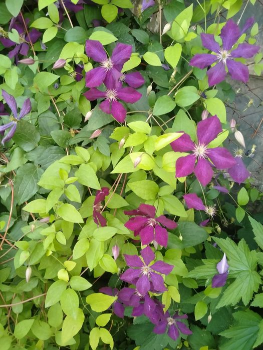 Вьющиеся цветы Клематисы